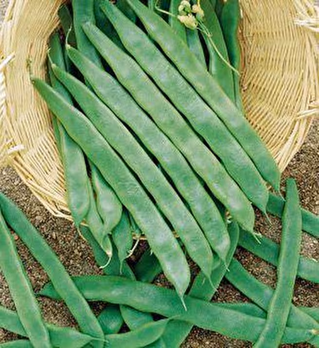 Fito İthal  Perolar  Sepet Dolduran Sırık Fasulye Tohum 10 KG